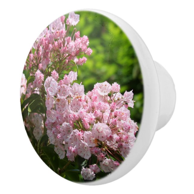 Rosa berglorbuskar blommor knopp (Höger)
