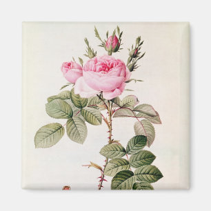 Rosa Bifera Officinalis, från 'Les ro Magnet
