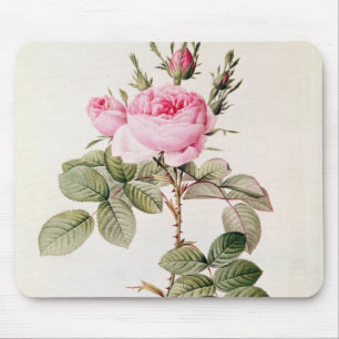 Rosa Bifera Officinalis, från 'Les ro Musmatta