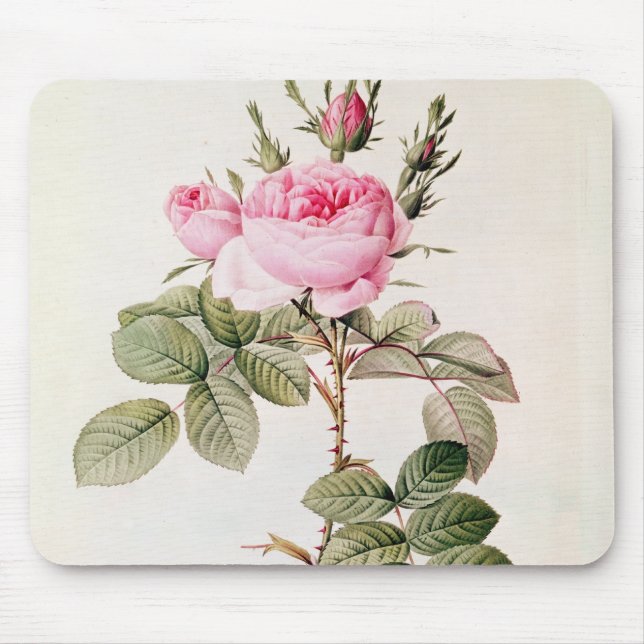 Rosa Bifera Officinalis, från 'Les ro Musmatta (Framsidan)