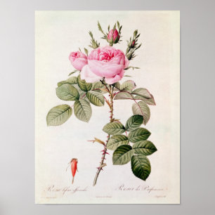 Rosa Bifera Officinalis, från 'Les ro Poster