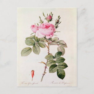 Rosa Bifera Officinalis från "Les Ro Vykort