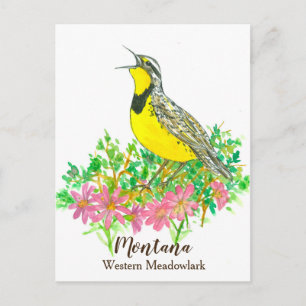 Rosa Bitterrot Western Meadowlark Montana Vykort