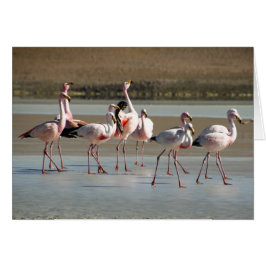 Rosa Black Red Flamingos på isnotkort OBS Kort
