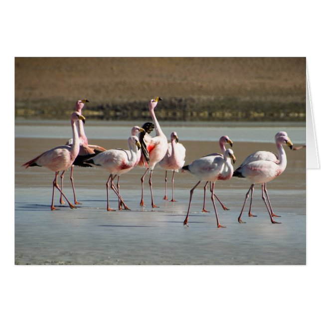 Rosa Black Red Flamingos på isnotkort OBS Kort (Framsidan Horizontal)
