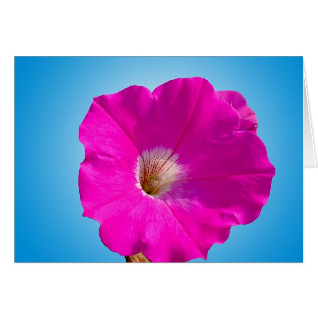 rosa bläckblomma i blått. hälsningskort (Framsidan Horizontal)