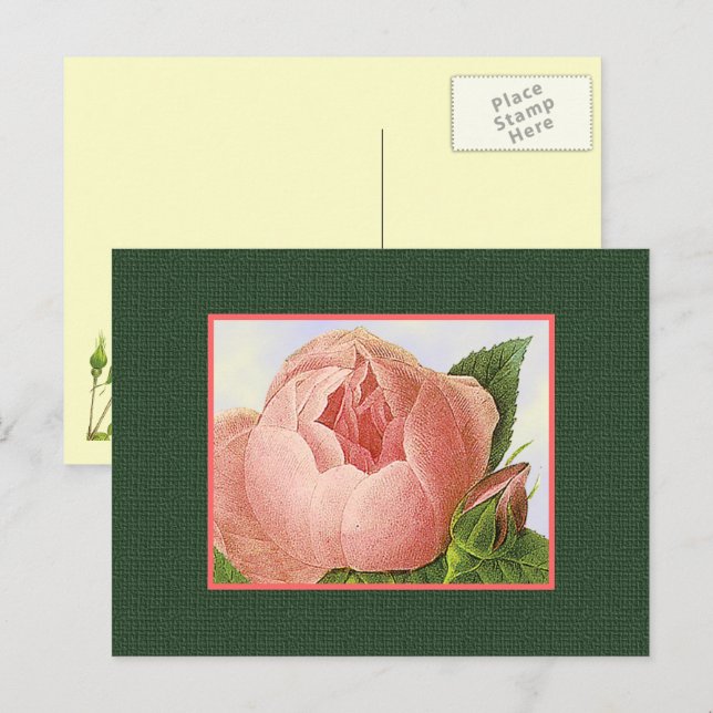 Rosa Blått vykort för  Ro (Fram/baksida)