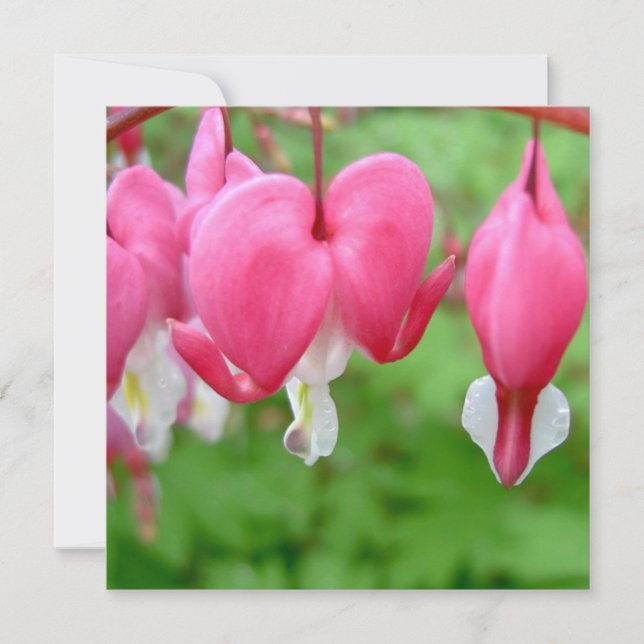 Rosa Bleeding Heart (Framsida)