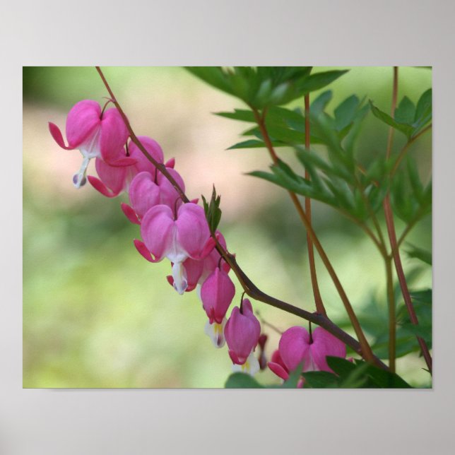Rosa Bleeding Hearts Blommigt Poster (Framsidan)