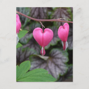 Rosa Bleeding Hearts Vykort