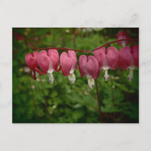 Rosa Bleeding Hearts vykort