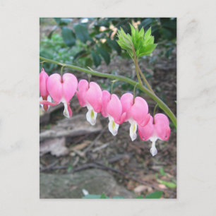 Rosa Bleeding Hearts vykort