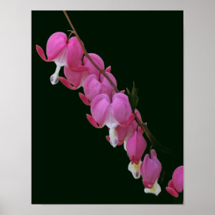 Rosa Blödningshjärnar Blommor Poster