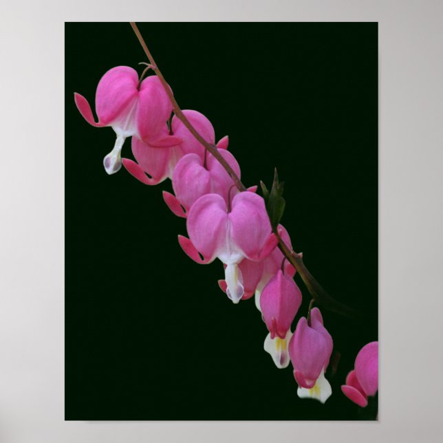 Rosa Blödningshjärnar Blommor Poster (Framsidan)