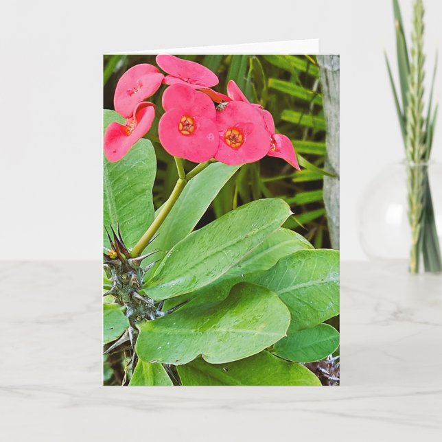 Rosa blomma gratulationskort kort (Framsida)