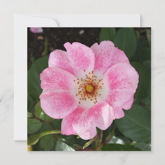 rosa blomma i skuggan (Framsida)