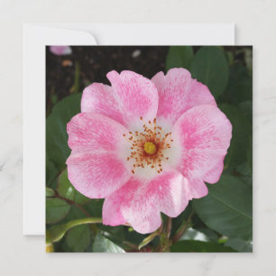 rosa blomma i skuggan