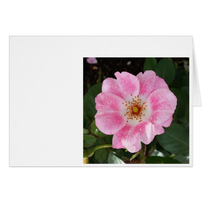 rosa blomma i skuggan hälsningskort (Framsidan Horizontal)