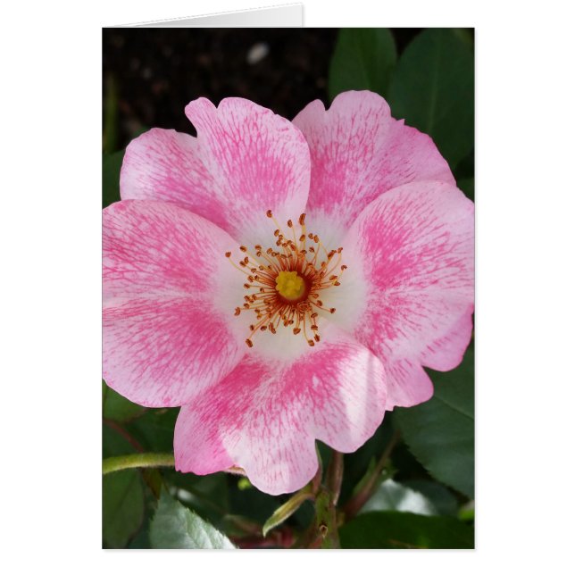 rosa blomma i skuggan hälsningskort (Framsidan)