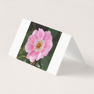 rosa blomma i skuggan kort