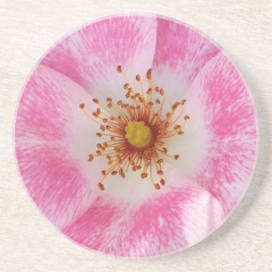 rosa blomma i skuggan underlägg