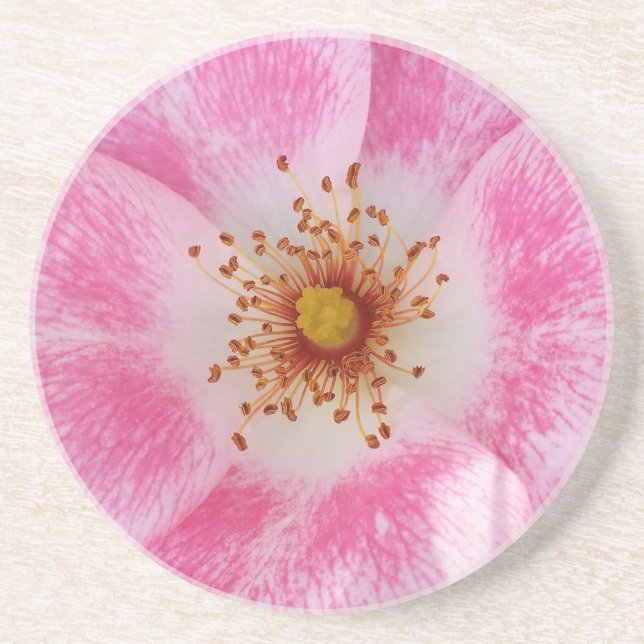 rosa blomma i skuggan underlägg (Framsidan)