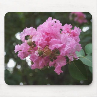 Rosa blomma musmatta
