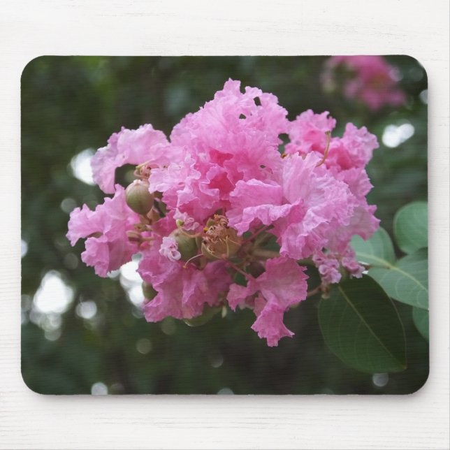 Rosa blomma musmatta (Framsidan)