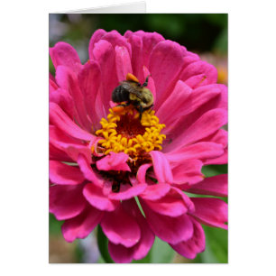 Rosa blomma och Humla Hälsningskort