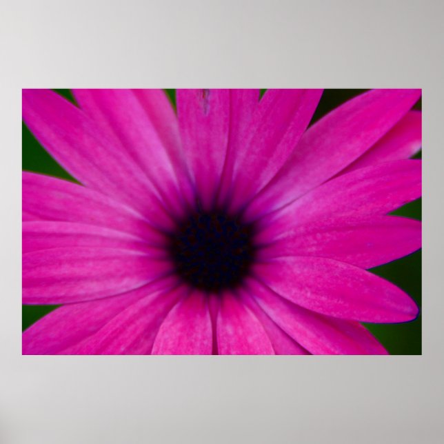rosa blomma poster (Framsidan)