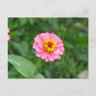 rosa blomma vykort
