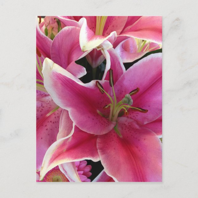 Rosa blommagi vykort (Framsida)