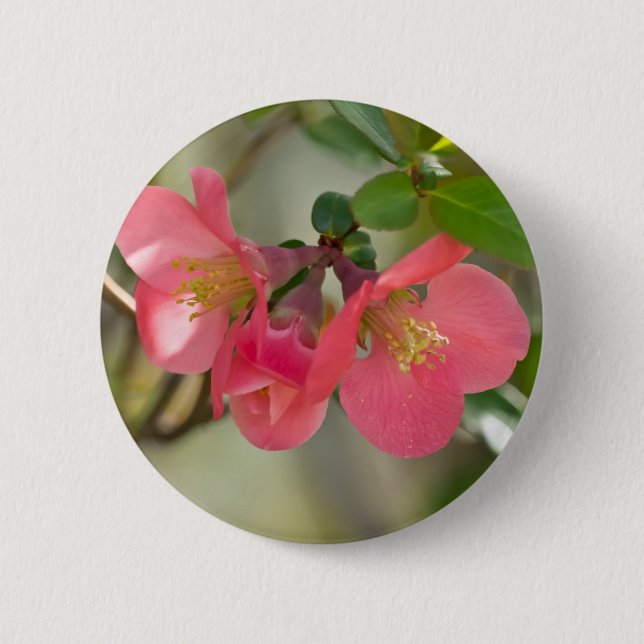 Rosa Blommande Kvittens Glöd Knapp (Framsida)
