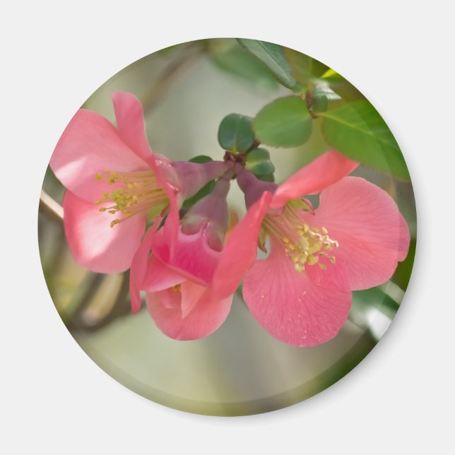 Rosa Blommande Kvittens Glöd Magnet (Framsidan)