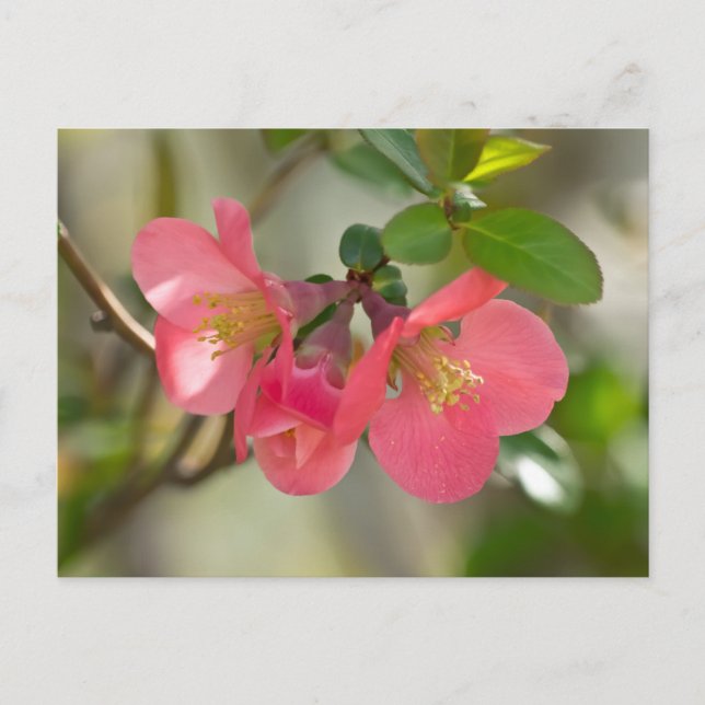 Rosa Blommande Kvittens Glöd Vykort (Framsida)