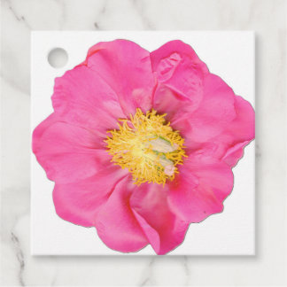 Rosa Blommande Peony Botaniska Fyrkantiga Förmånse Gåvor Etiketter