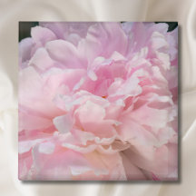 Rosa Blommande Peony