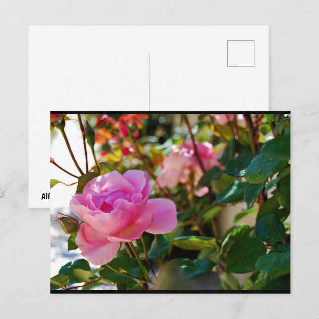 Rosa blommande ros vykort (Fram/baksida)