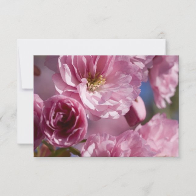 Rosa Blommar (Framsida)