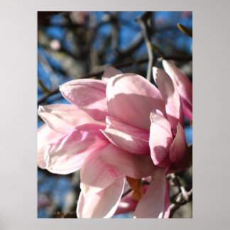 ROSA BLOMMAR 3 POSTER