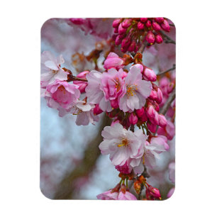 Rosa blommar av körsbär magnet