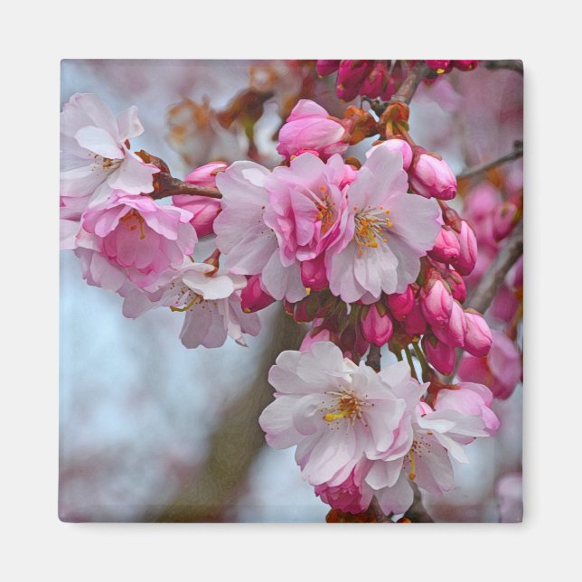 Rosa blommar av körsbär magnet (Framsidan)