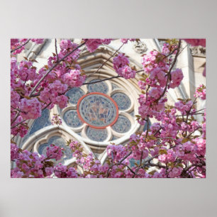 Rosa blommar av körsbär poster