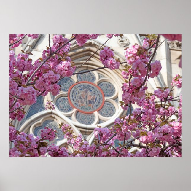 Rosa blommar av körsbär poster (Framsidan)