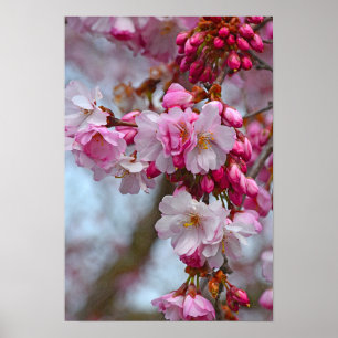 Rosa blommar av körsbär poster