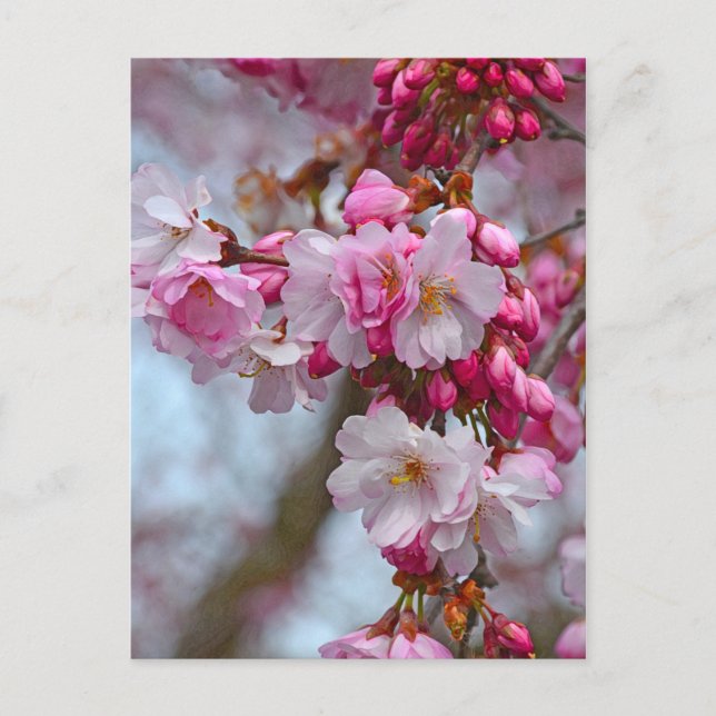 Rosa blommar av körsbär vykort (Framsida)