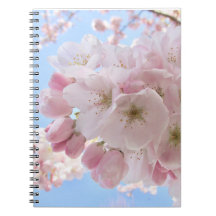 Rosa Blommar Blå himmel.