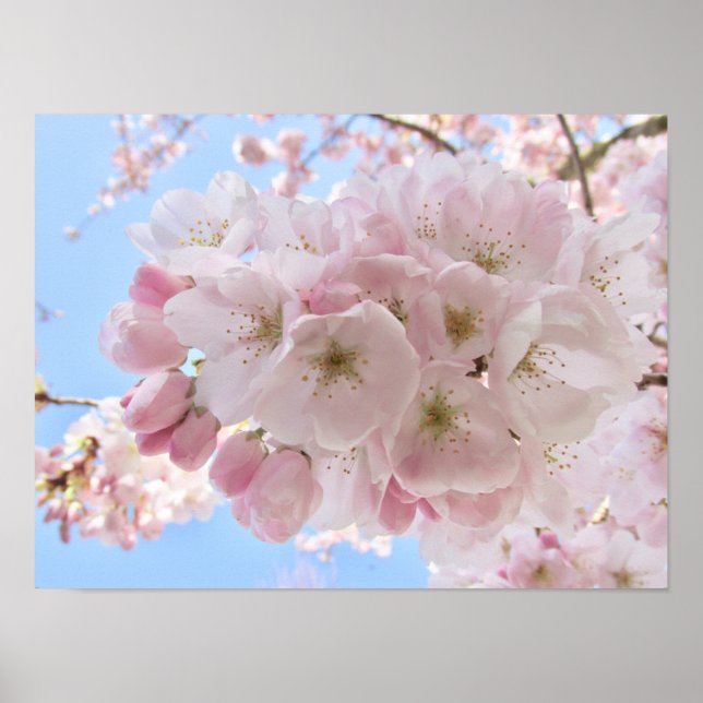 Rosa Blommar Blå himmel. Poster (Framsidan)