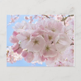 Rosa Blommar Blå himmel. Vykort