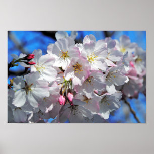Rosa Blommar Blommor Poster